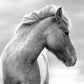 Wild horse in Iceland. Icelandic Horse. Black and white.  Fine Art Photography. Kristen Olivares