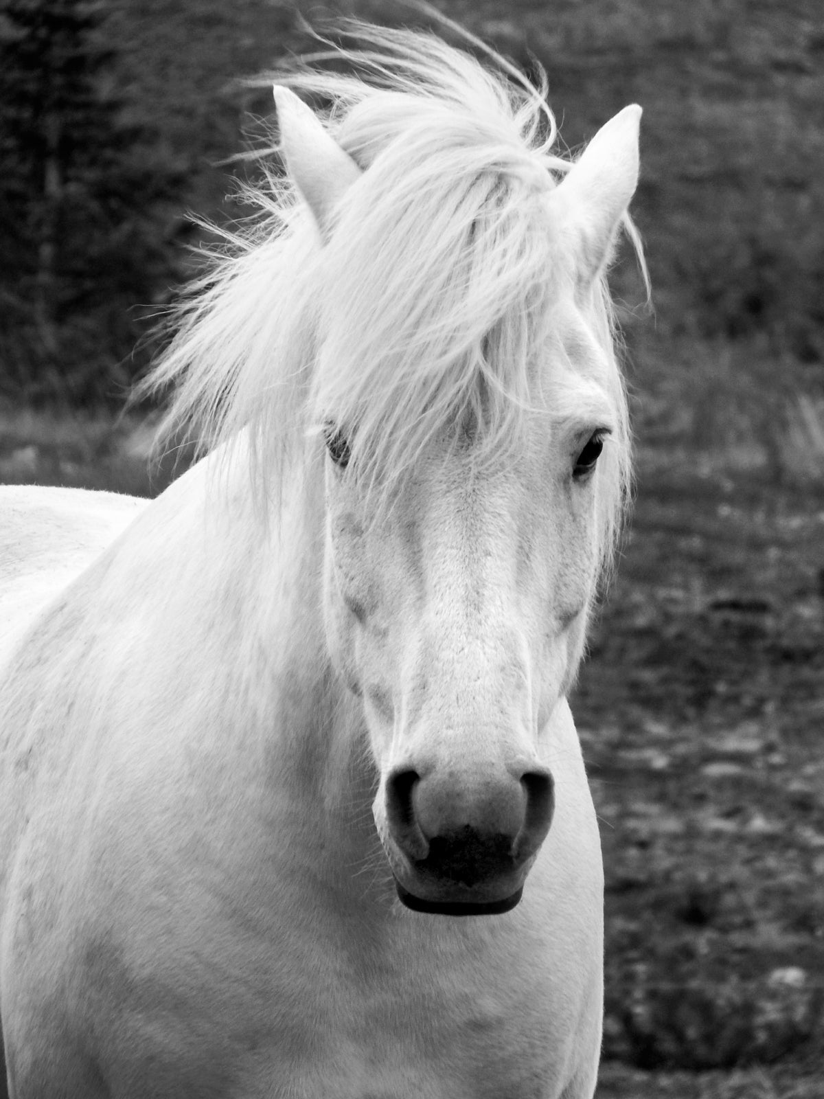 Powerful, wild, white Icelandic horse in Iceland. Fine Art Photography. Kristen Olivares.
