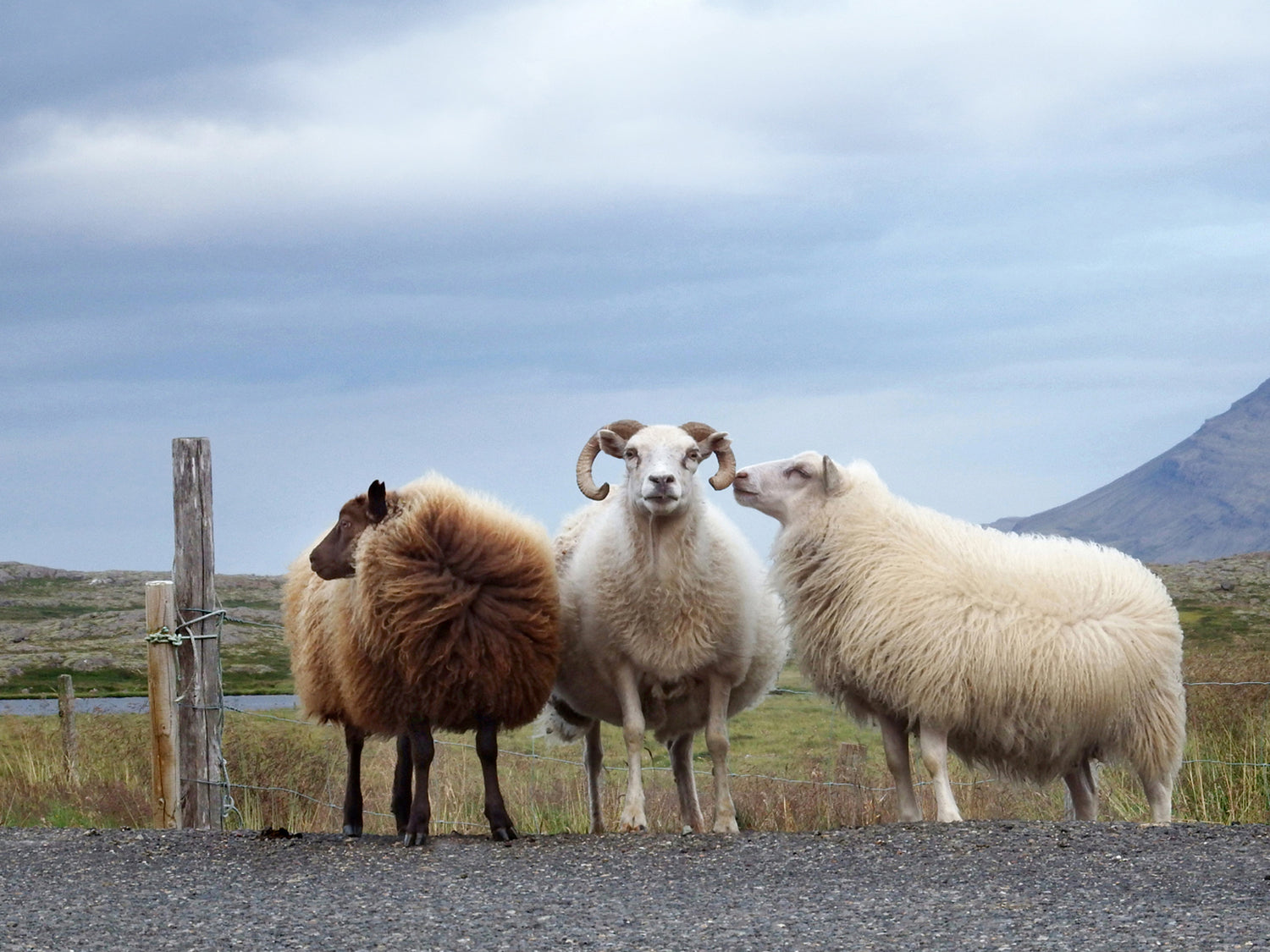 Three sheep in Iceland.  Fine Art Photography. Kristen Olivares