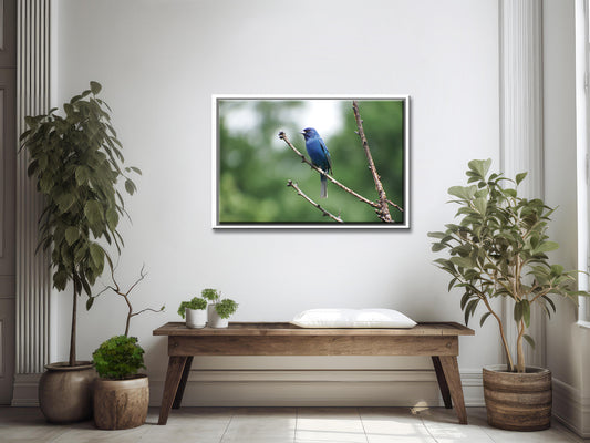 Indigo Blue-Fine Art Photography-Beautiful Blue Bunting Bird