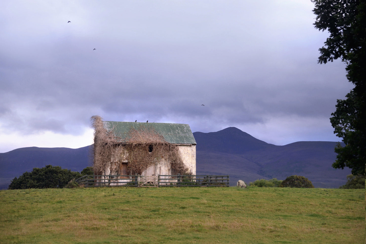 An old, abandoned home in Ireland, covered in vines, set near the mountains. Canvas Wall Art by Kristen Olivares