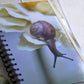 Beautiful photo of a Brown snail crawling on a cream flower. Durable hardcover journal-200 lined pages- photo by Kristen Olivares