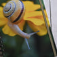 Beautiful photo of a yellow snail crawling on a yellow flower. Durable hardcover journal-200 lined pages- photo by Kristen Olivares