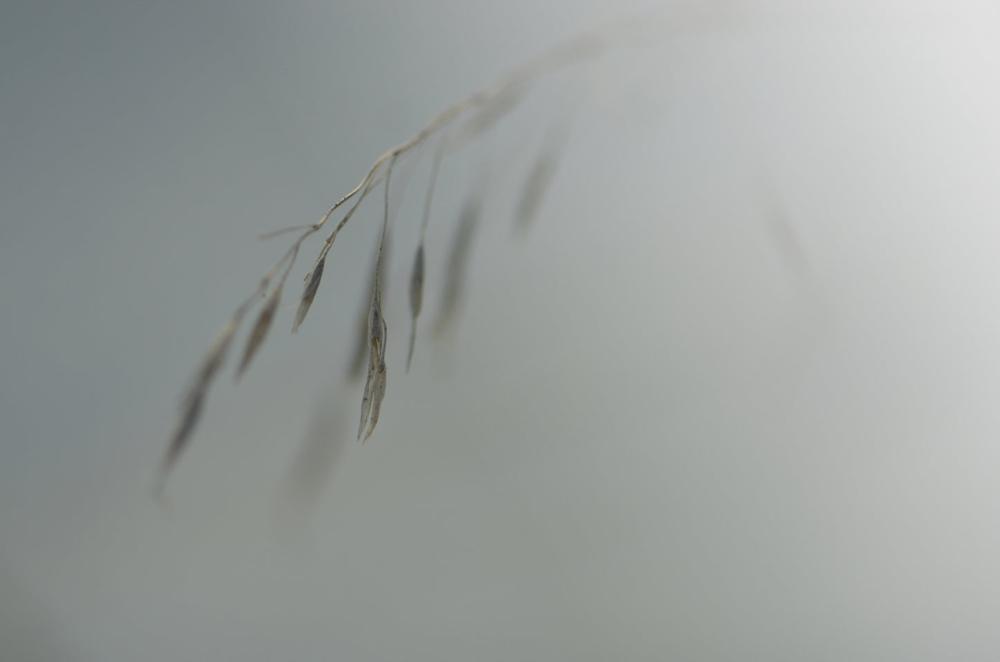 A beautiful framed image of dried grass, grey and silver image, wall art by Kristen Olivares