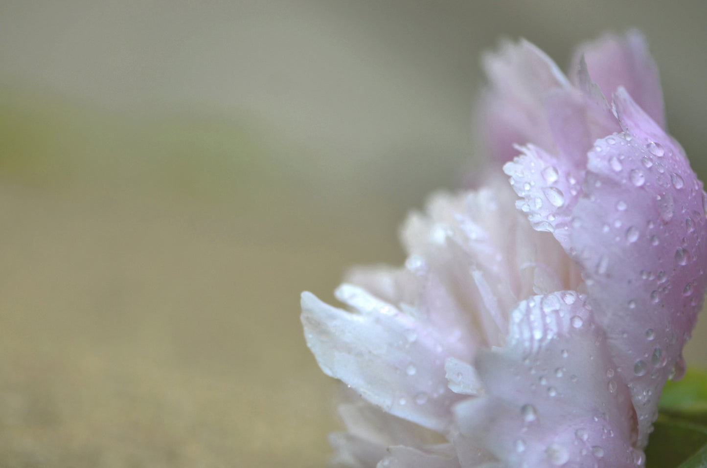 A Light pink Peony Covered in rain drops. Framed fine art photography by Kristen Olivares. 