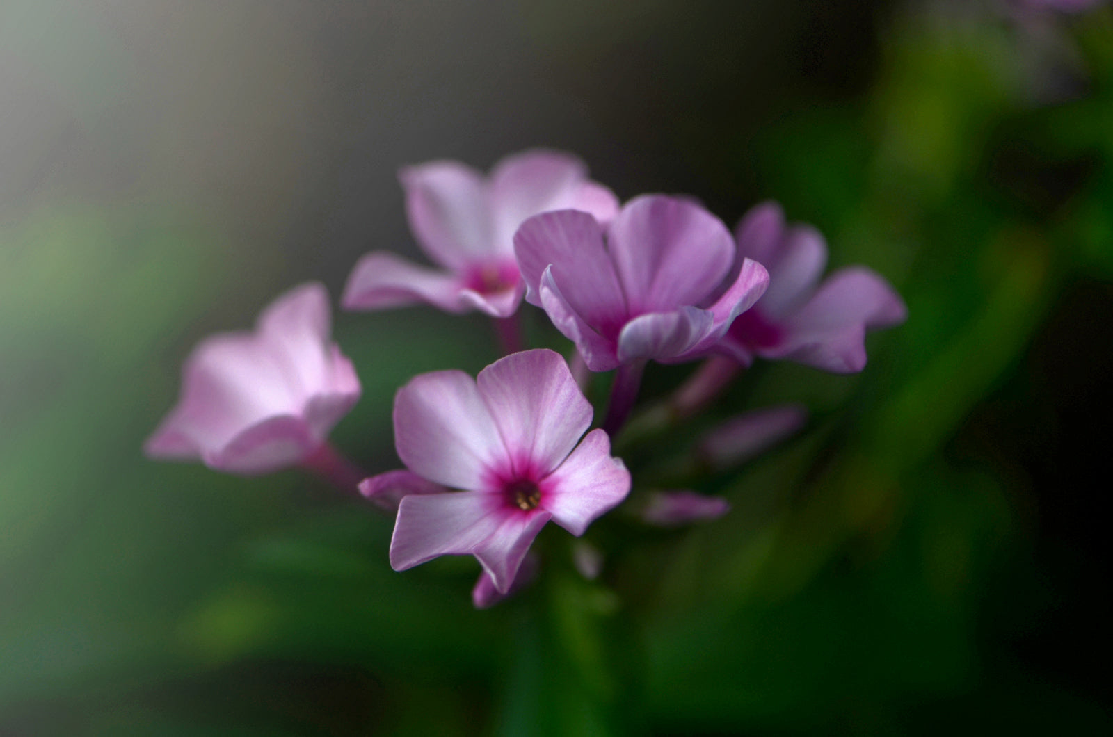 Pink Phlox Flower.  Fine Art Photography. Kristen Olivares