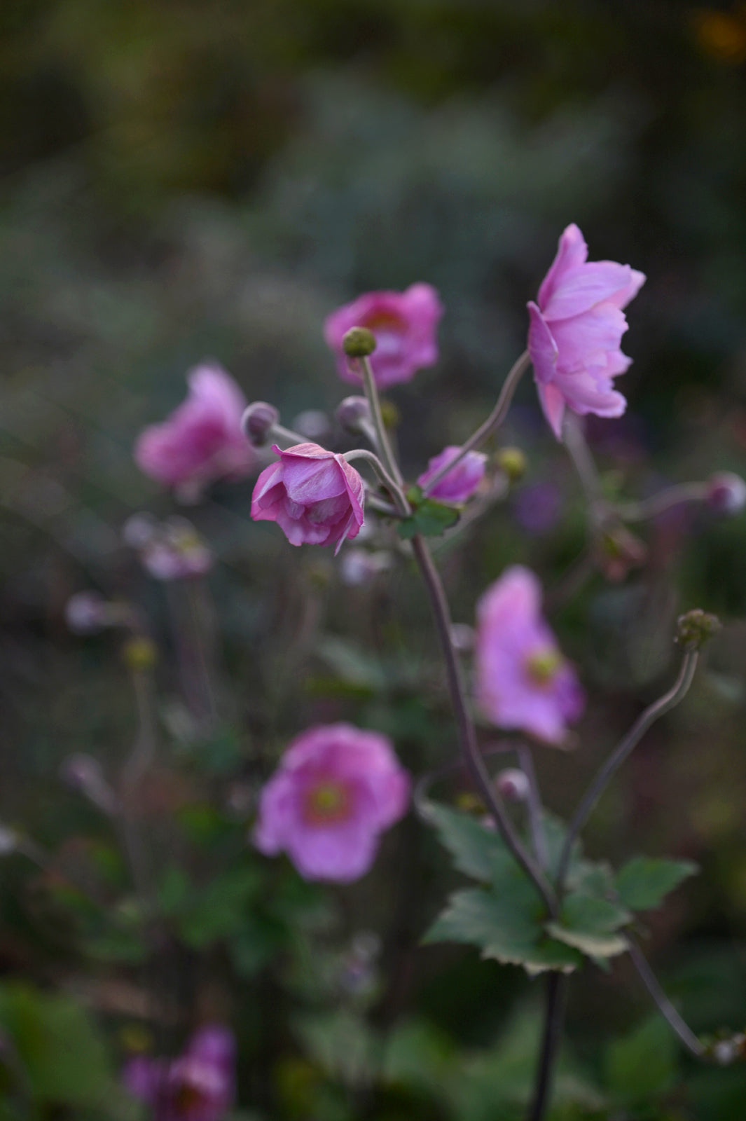 Beautiful Wild Irish Roses. Canvas wall art by Kristen Olivares.