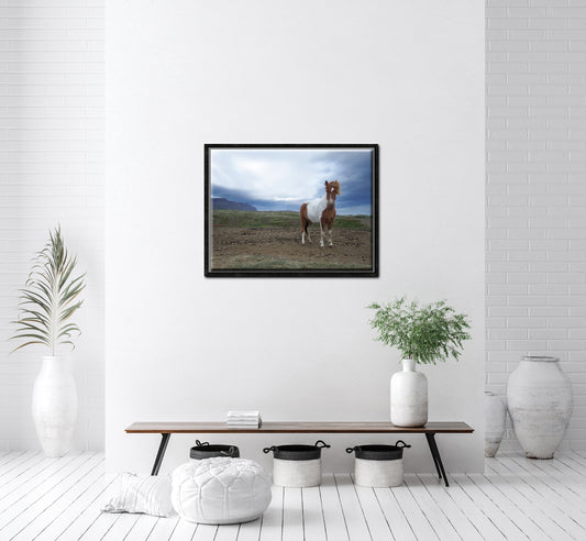 Powerful She Stands-Fine Art Photography-Wild Icelandic Horse-Iceland
