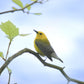 Beautiful bright yellow Prothonotary Warbler Canvas wall art by Kristen Olivares