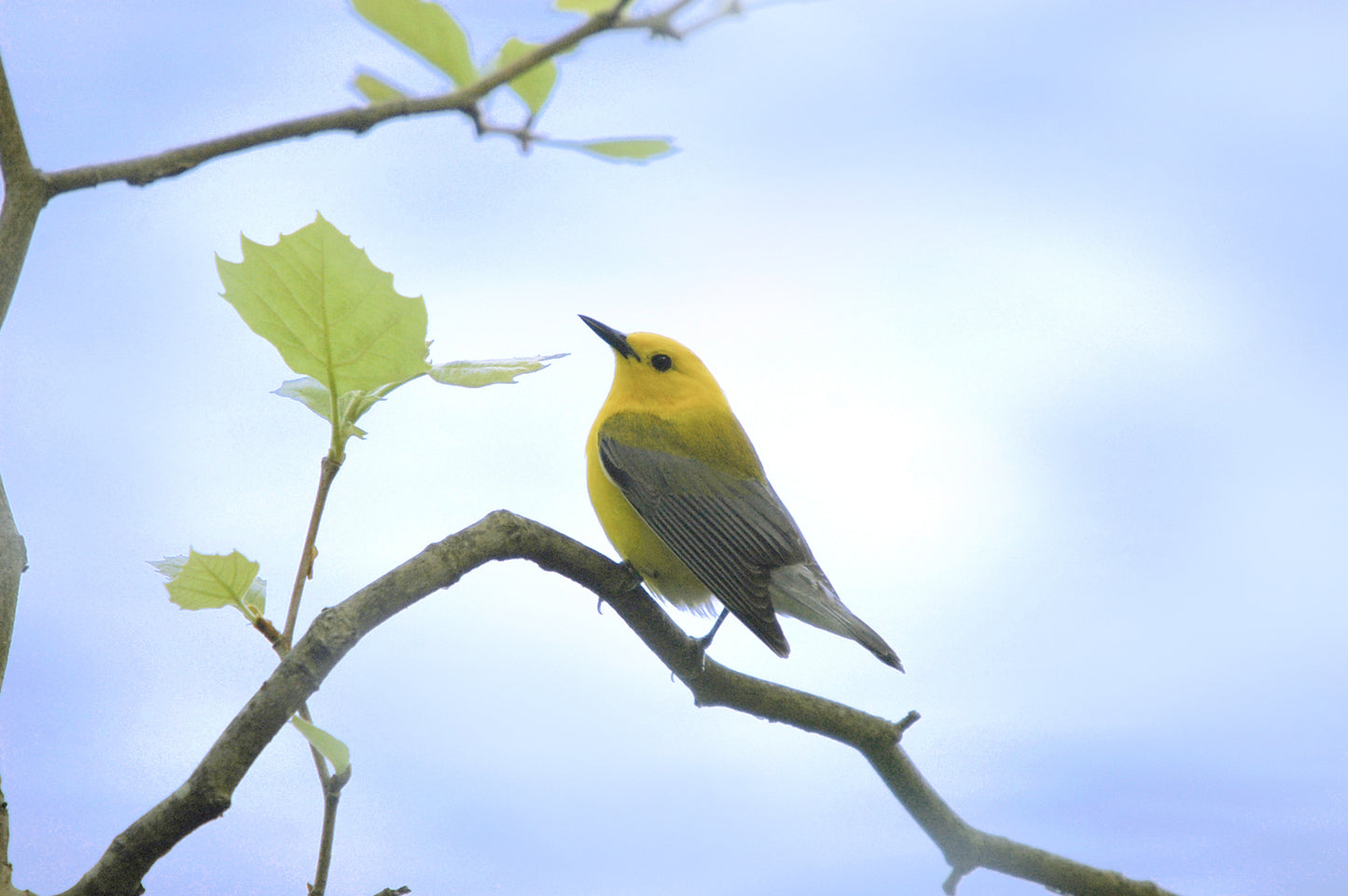 Beautiful bright yellow Prothonotary Warbler Canvas wall art by Kristen Olivares