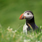 A stunning, colorful puffin in the bright green field of the Faroe Islands. Framed canvas wall art by Kristen Olivares.