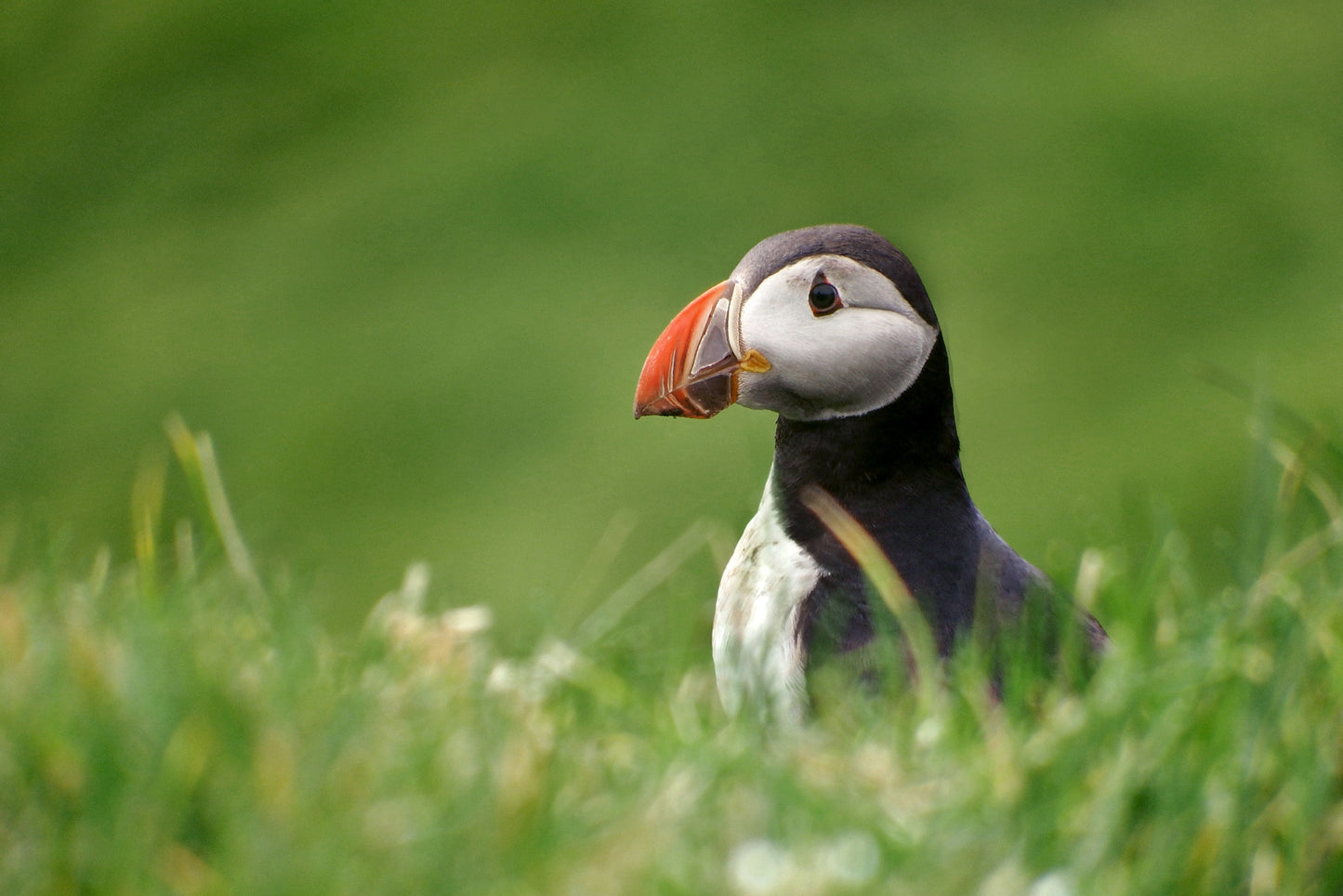 A stunning, colorful puffin in the bright green field of the Faroe Islands. Framed canvas wall art by Kristen Olivares.