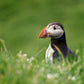 A stunning, colorful puffin in the bright green field of the Faroe Islands. Framed canvas wall art by Kristen Olivares.