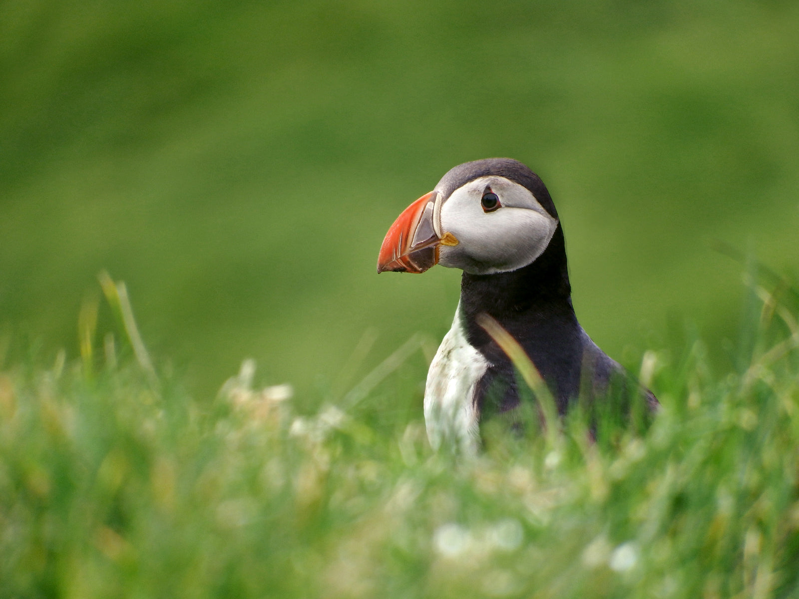A stunning, colorful puffin in the bright green field of the Faroe Islands. Framed canvas wall art by Kristen Olivares.