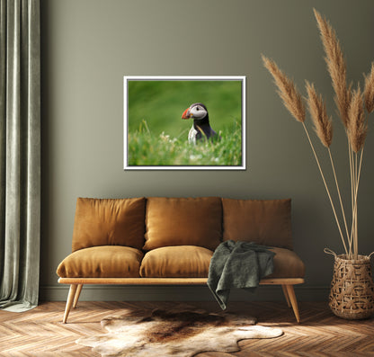 A stunning, colorful puffin in the bright green field of the Faroe Islands. Framed canvas wall art by Kristen Olivares.
