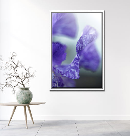Beautiful purple Iris flower. Framed fine art photography. Canvas wall art by Kristen Olivares