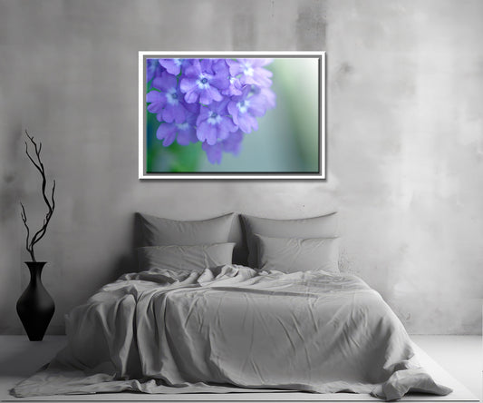Stunning purple Phlox, framed canvas wall art by Kristen Olivares.
