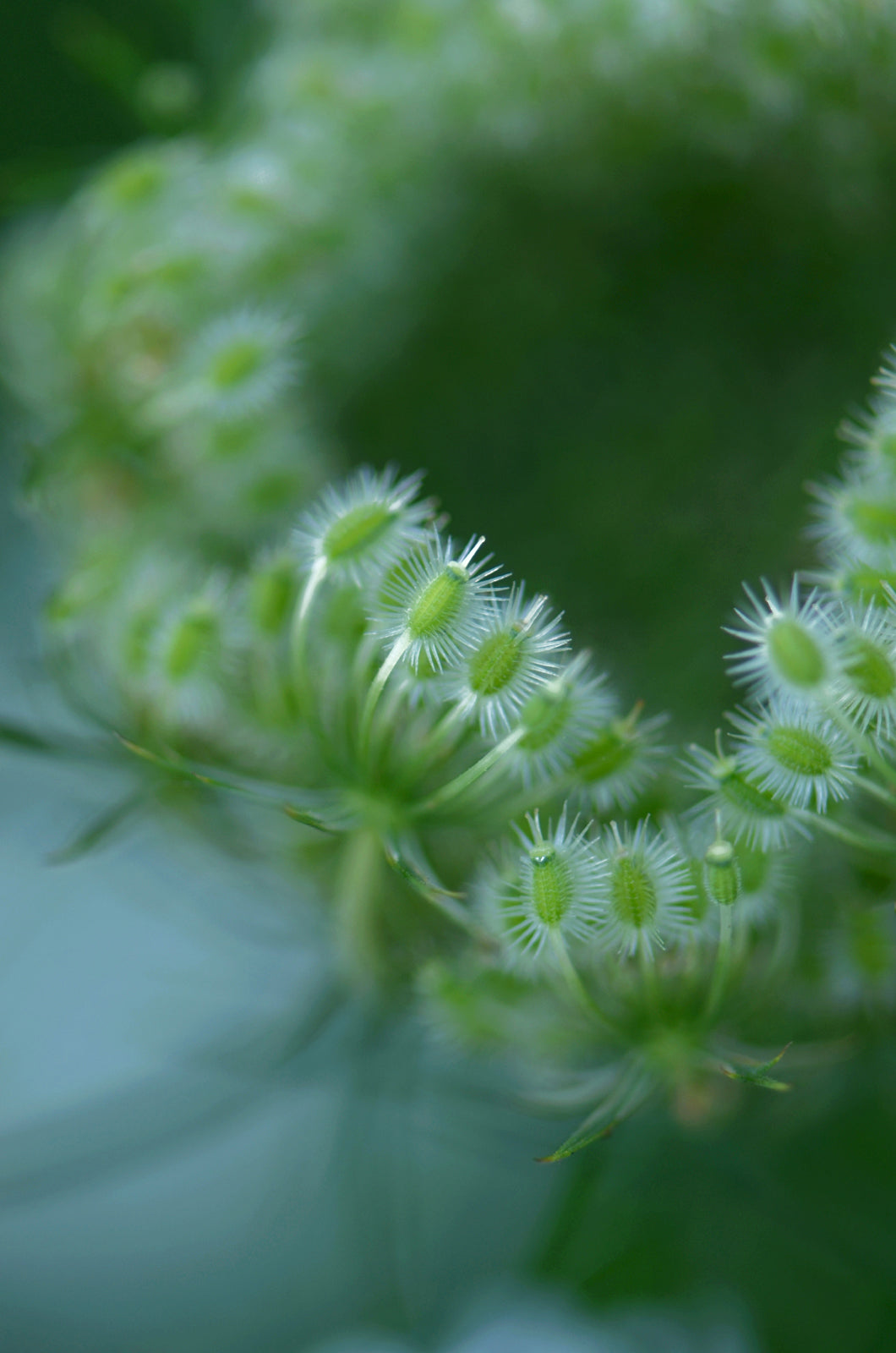 Beautiful, green macro of Queen Ann’s Lace. Canvas wall art by Kristen Olivares.