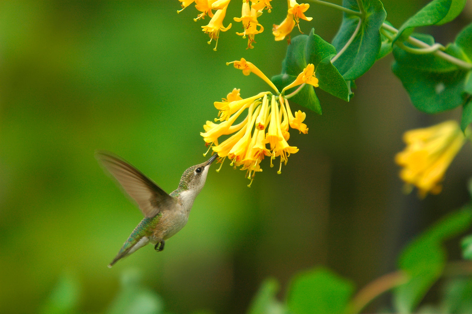 Beautiful Ruby-Throated Hummingbird-Canvas Framed wall art by Kristen Olivares