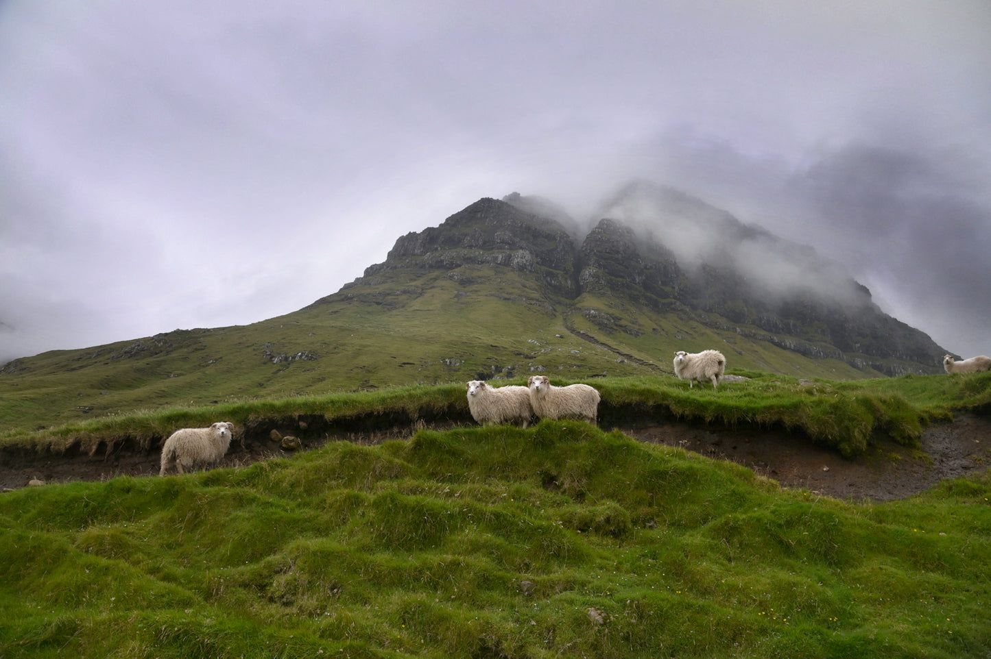 Sheep gathering at the base of a beautiful foggy cliff in the Faroe Islands. Framed fine art photography by Kristen Olivares.
