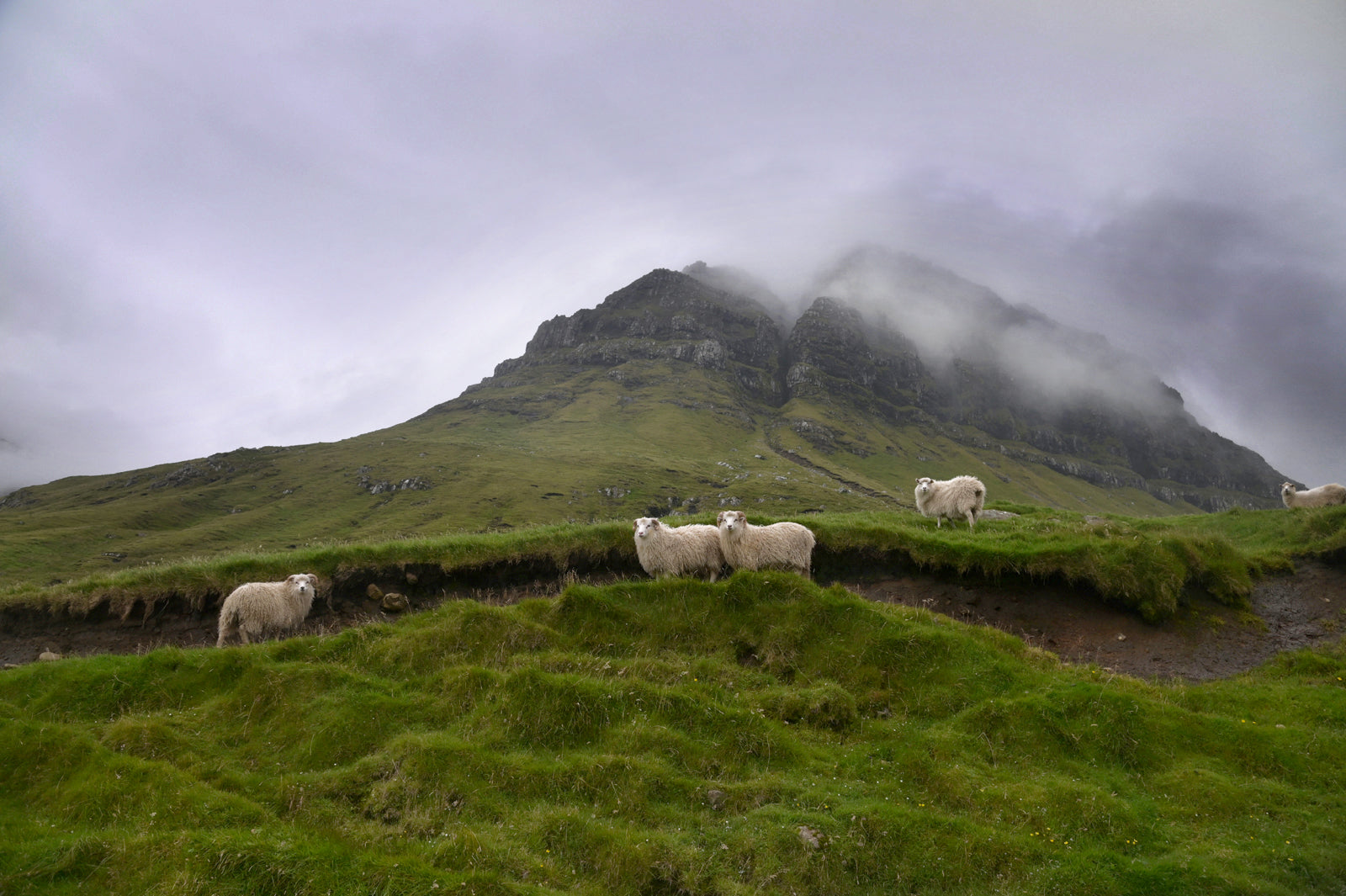 Sheep gathering at the base of a beautiful foggy cliff in the Faroe Islands. Framed fine art photography by Kristen Olivares.