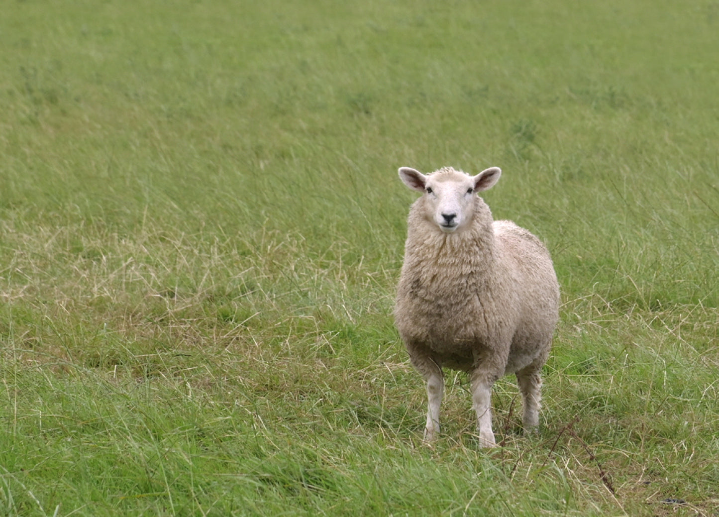A lone sheep in the fields of Ireland. Framed Canvas Wall Art by Kristen Olivares