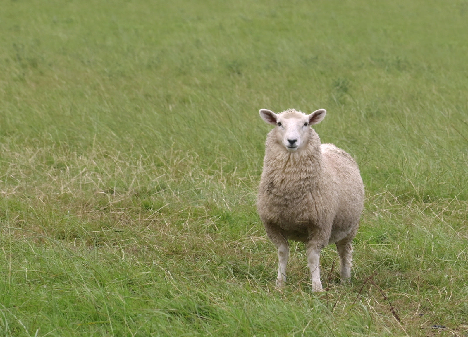 A lone sheep in the fields of Ireland. Framed Canvas Wall Art by Kristen Olivares