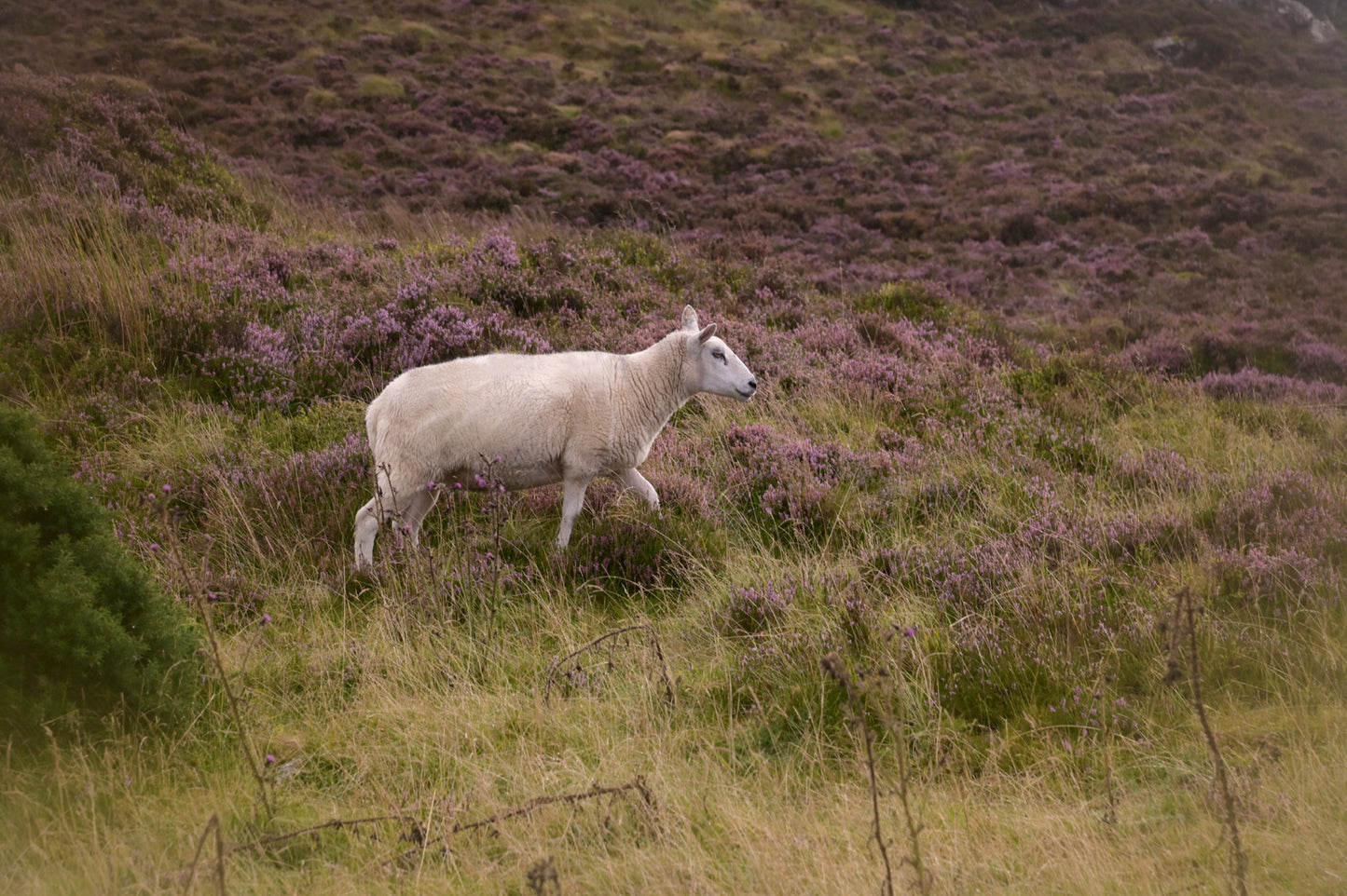 A lone sheep roaming the Heather Fields in Ireland, Canvas Wall Art by Kristen Olivares.