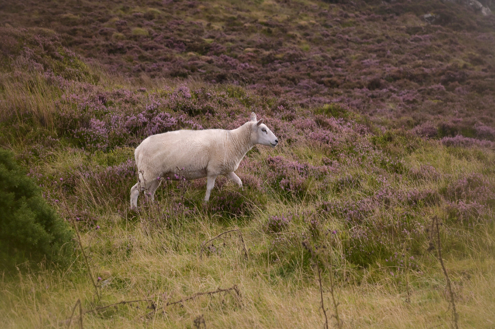 A lone sheep roaming the Heather Fields in Ireland, Canvas Wall Art by Kristen Olivares.