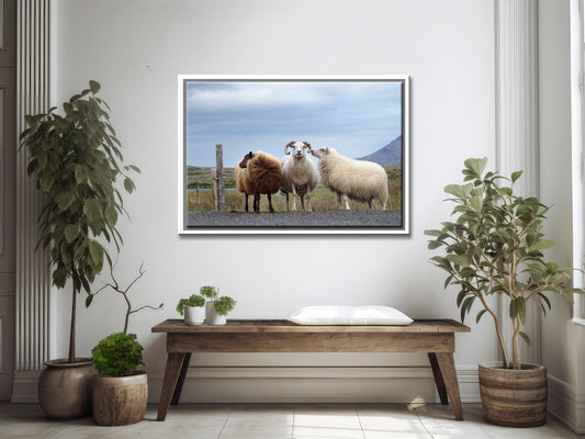 Sheep Secrets-Fine Art Photography-Three Sheep Standing on the Side of the Road in Iceland