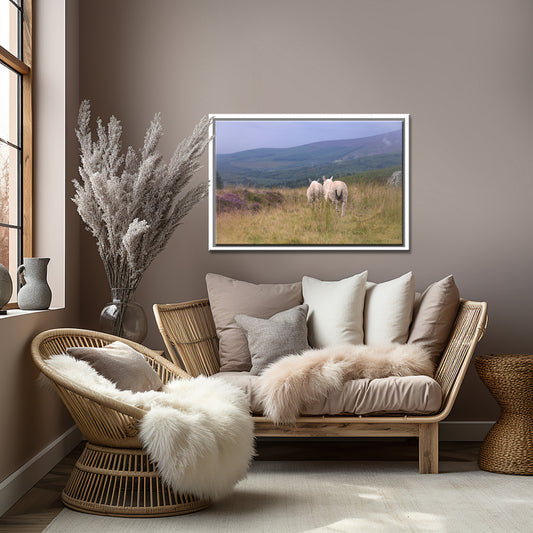 Two sheep walk along side by side among the heather fields in Ireland. Framed Canvas Wall Art by Kristen Olivares