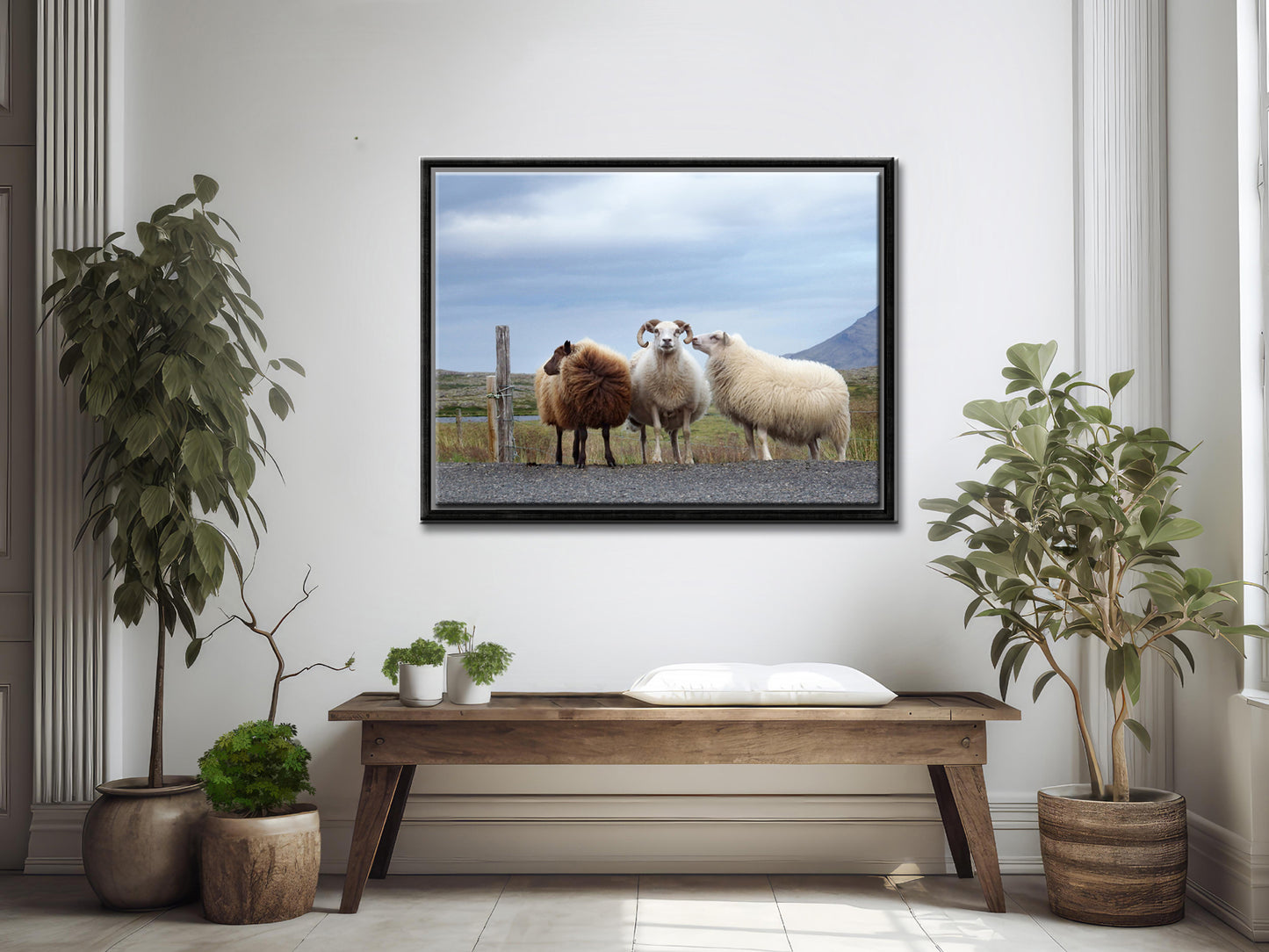 Sheep Secrets-Fine Art Photography-Three Sheep Standing on the Side of the Road in Iceland