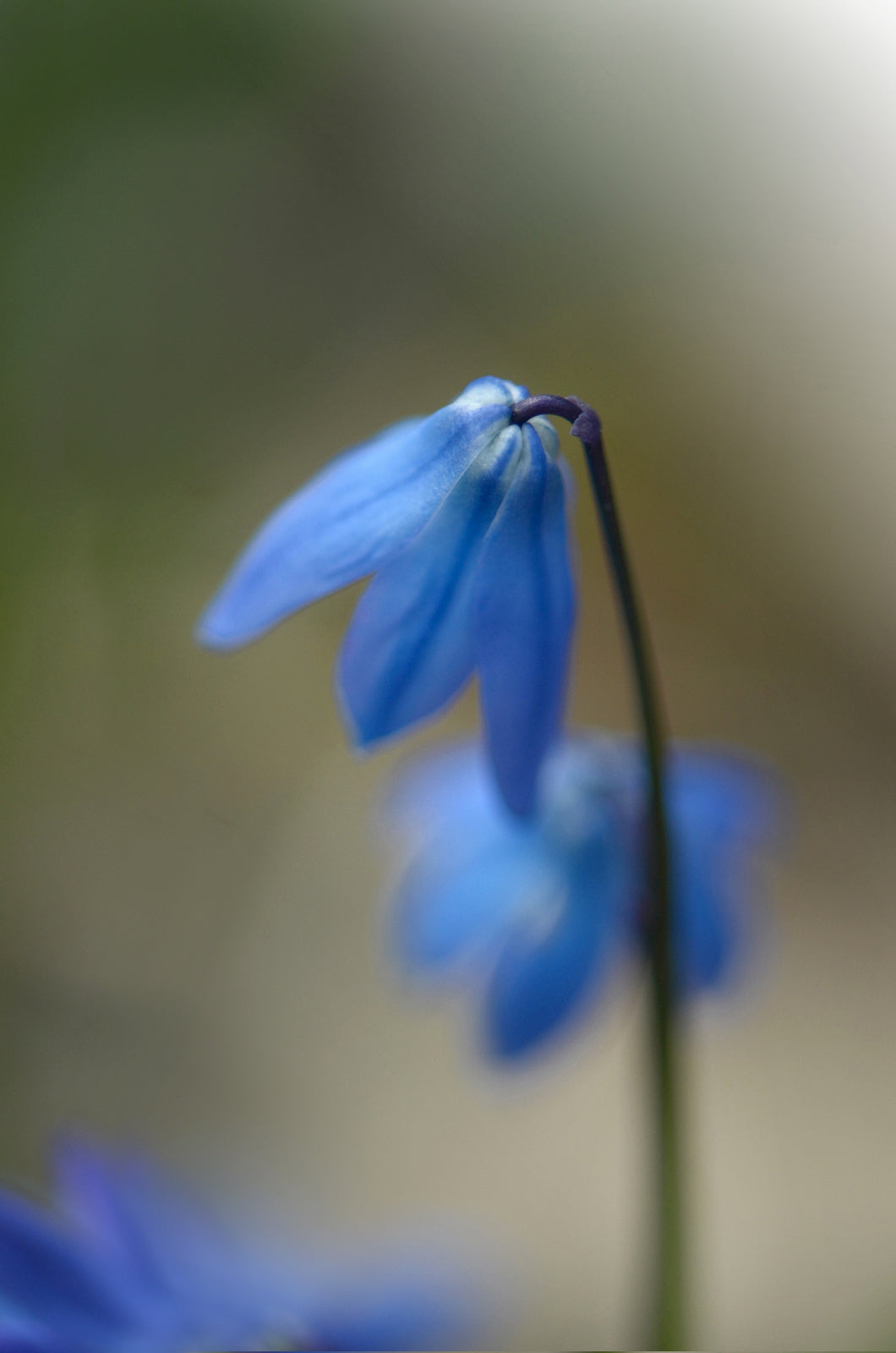 Delicate, Blue Siberian Squill Flowers. Framed fine art photography by Kristen Olivares.