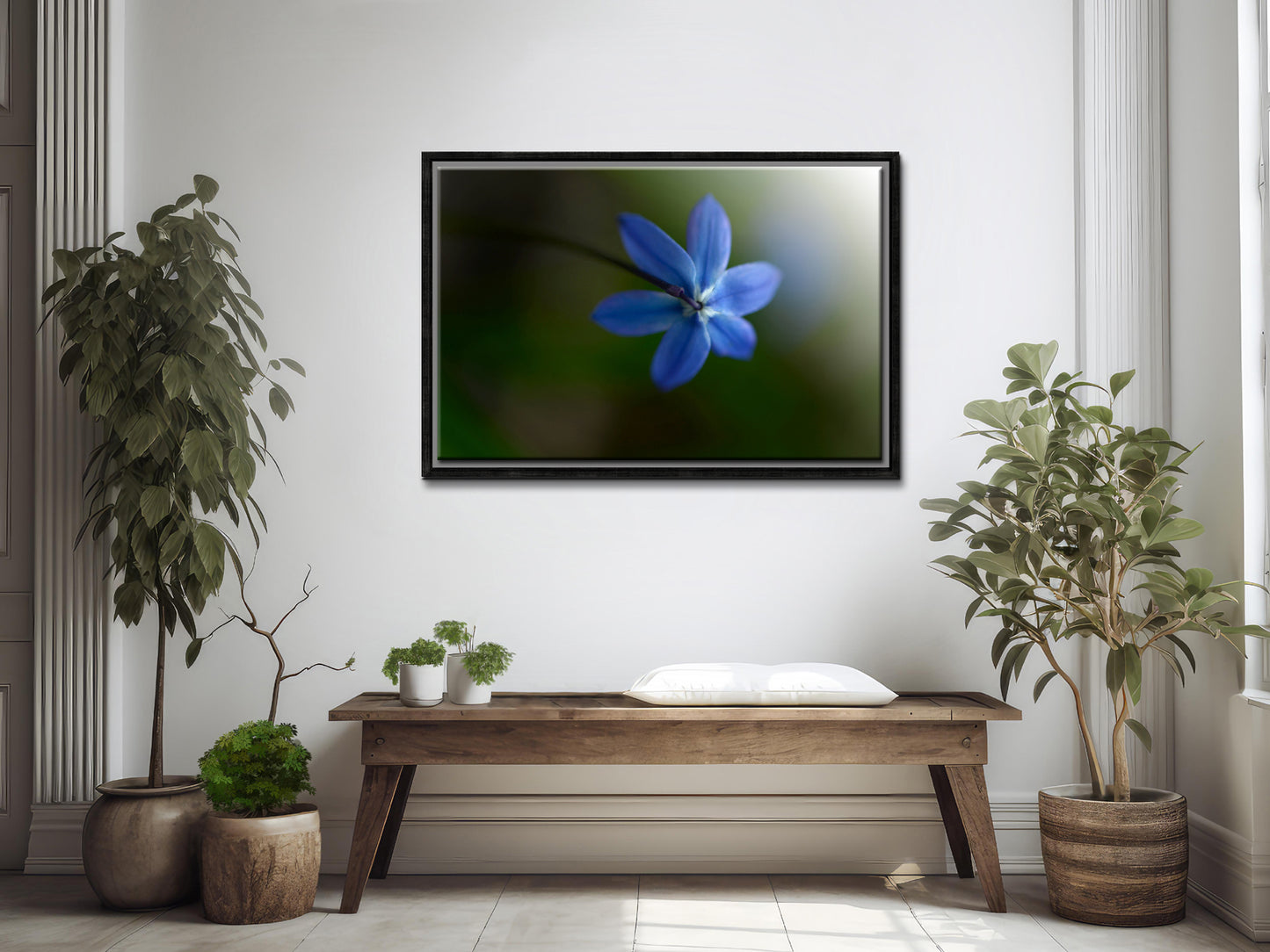 Beautiful blue Siberian Squill flower, above shot. Framed Canvas Fine Art Photography by Kristen Olivares.