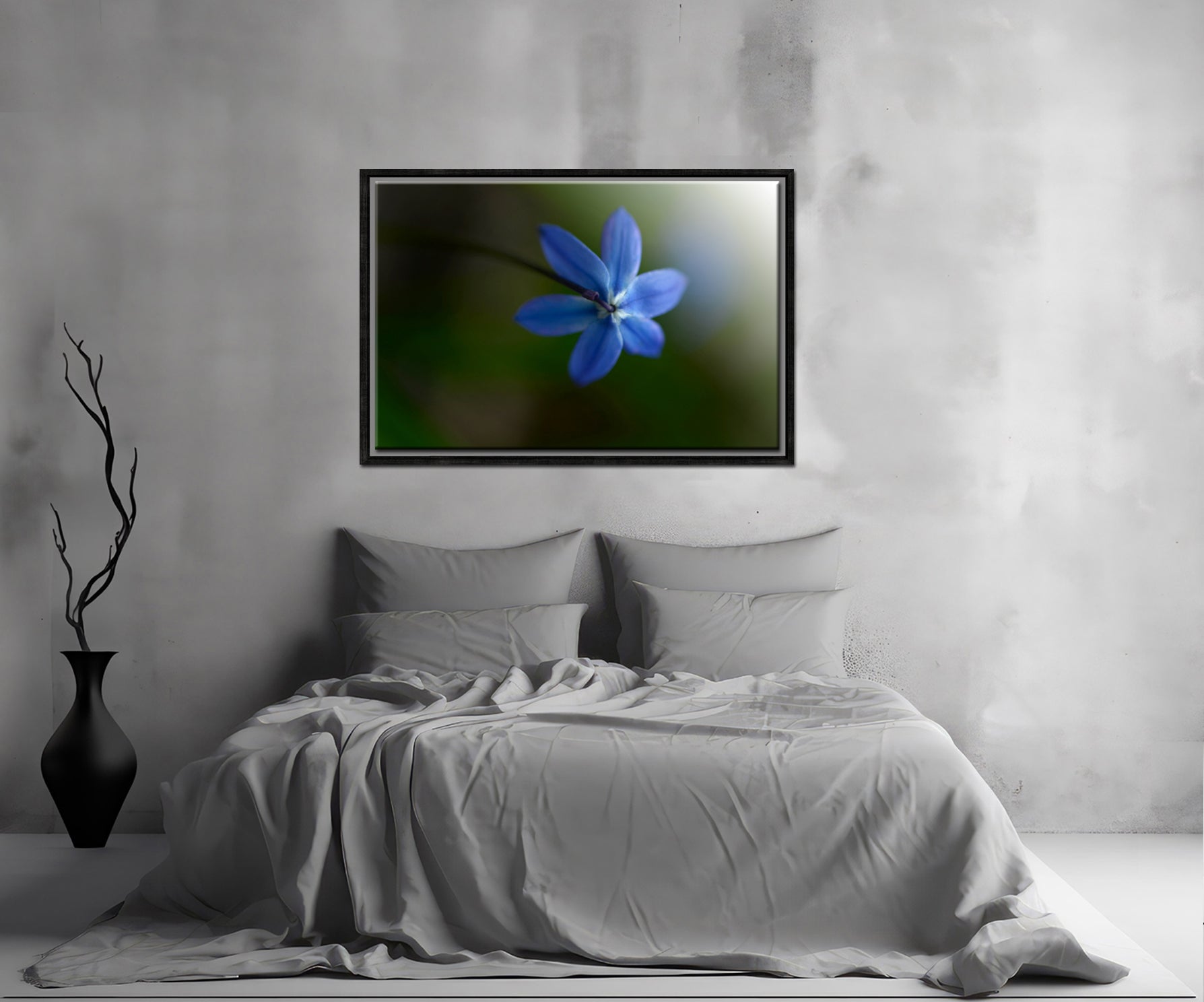 Beautiful blue Siberian Squill flower, above shot. Framed Canvas Fine Art Photography by Kristen Olivares.