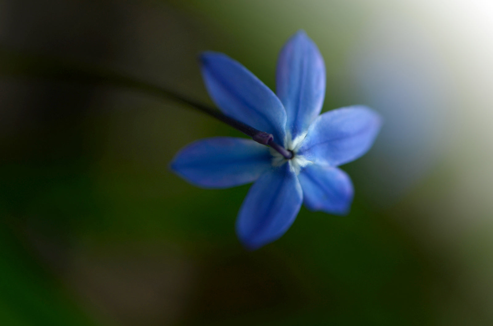 Beautiful blue Siberian Squill flower, above shot. Framed Canvas Fine Art Photography by Kristen Olivares.