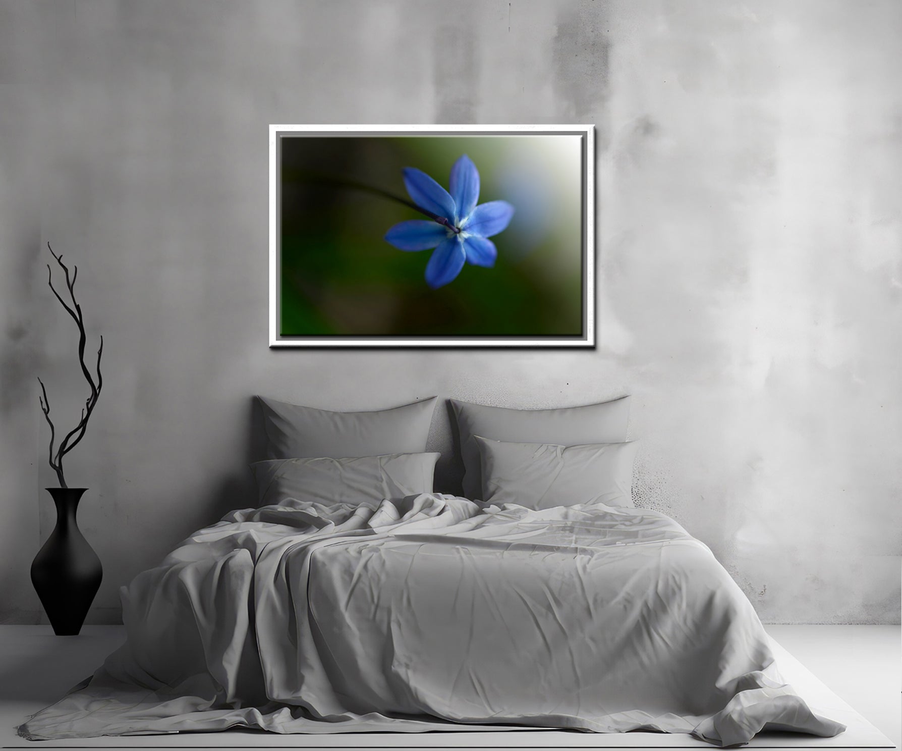 Beautiful blue Siberian Squill flower, above shot. Framed Canvas Fine Art Photography by Kristen Olivares.