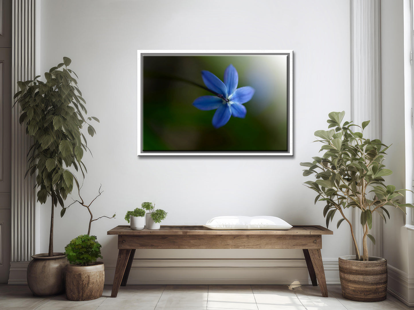 Beautiful blue Siberian Squill flower, above shot. Framed Canvas Fine Art Photography by Kristen Olivares.