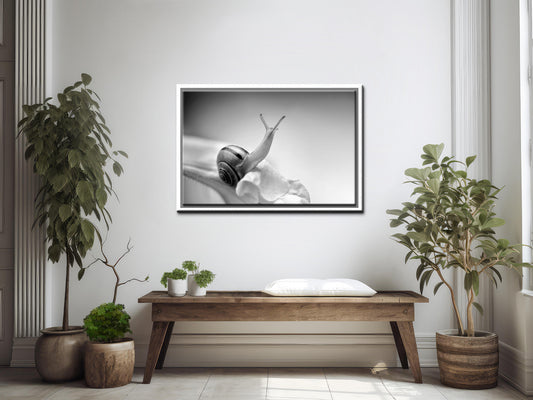 Beautiful garden snail crawling on a flower. Black and white image. Framed fine art photography by Kristen Olivares.