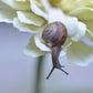 Brown snail crawling on a cream-colored flower.  Fine Art Photography. Kristen Olivares