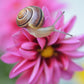 Brown snail crawling along a bright pink flower.  Fine Art Photography. Kristen Olivares