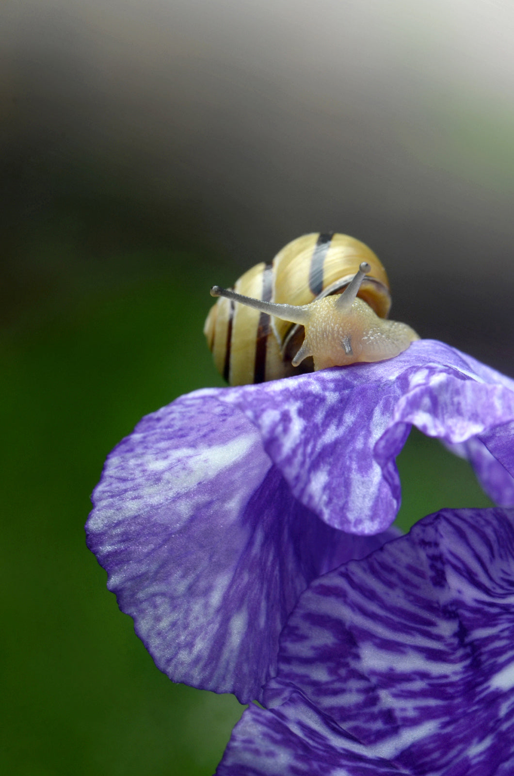 Yellow snail on top of a purple Iris.  Fine Art Photography. Kristen Olivares