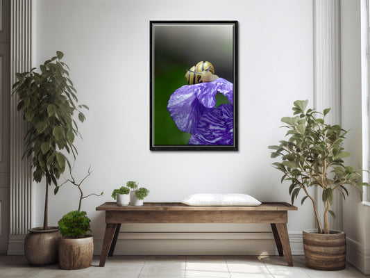 A beautiful little yellow snail crawling on a purple Iris flower. Framed Fine Art Photography by Kristen Olivares