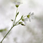 Beautiful, delicate white Stitchwort Flowers. Framed fine art photography, Canvas wall art by Kristen Olivares.