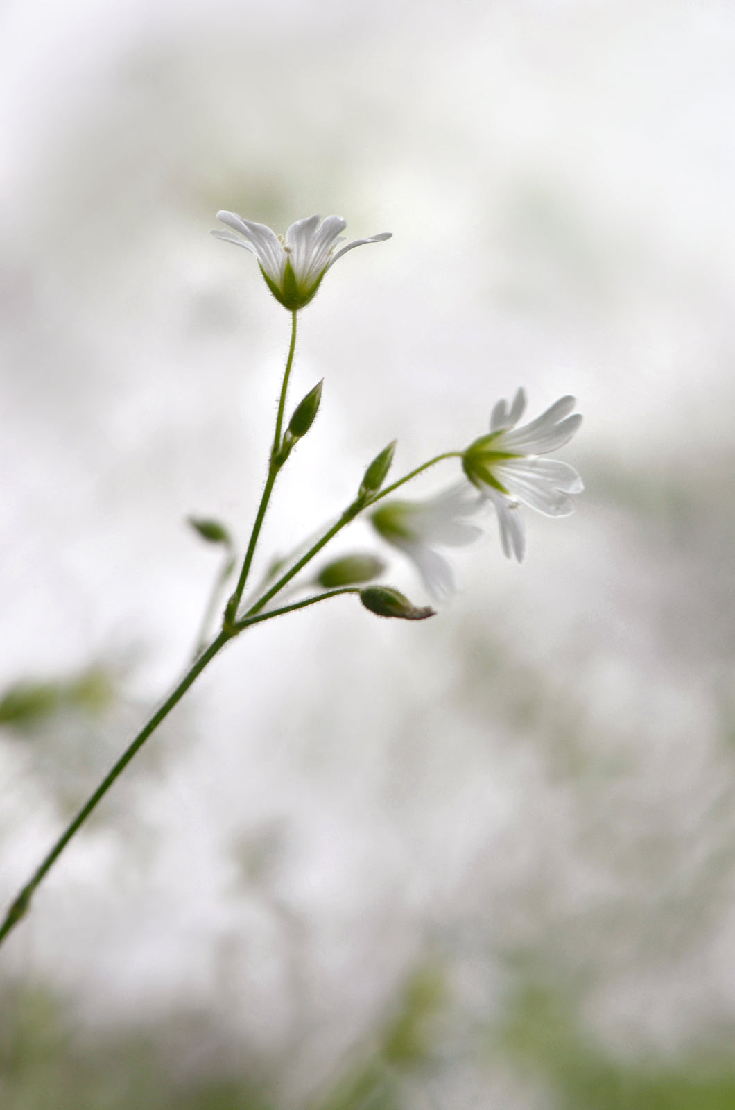 Beautiful, delicate white Stitchwort Flowers. Framed fine art photography, Canvas wall art by Kristen Olivares.