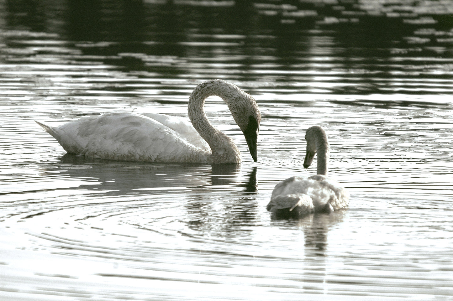 Beautiful mother and baby swan swimming in the lake. Framed Fine Art canvas Print by Kristen Olivares