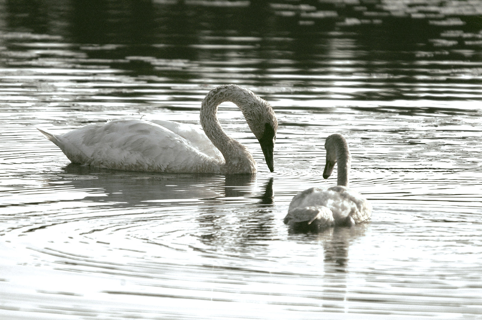 Beautiful mother and baby swan swimming in the lake. Framed Fine Art canvas Print by Kristen Olivares