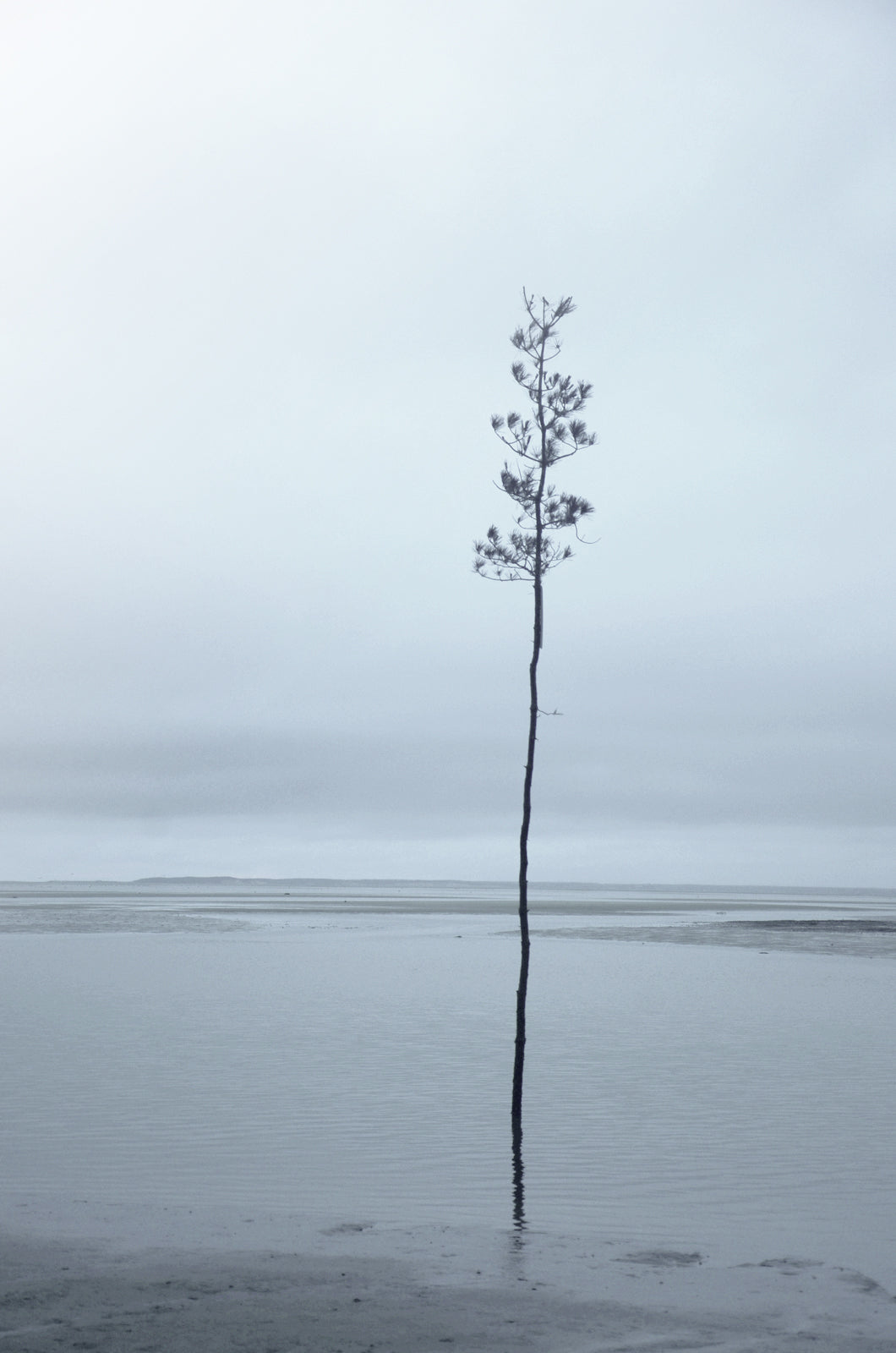 Stunning, minimalistic tree on the coast of Maine. Framed fine art photography by Kristen Olivares.
