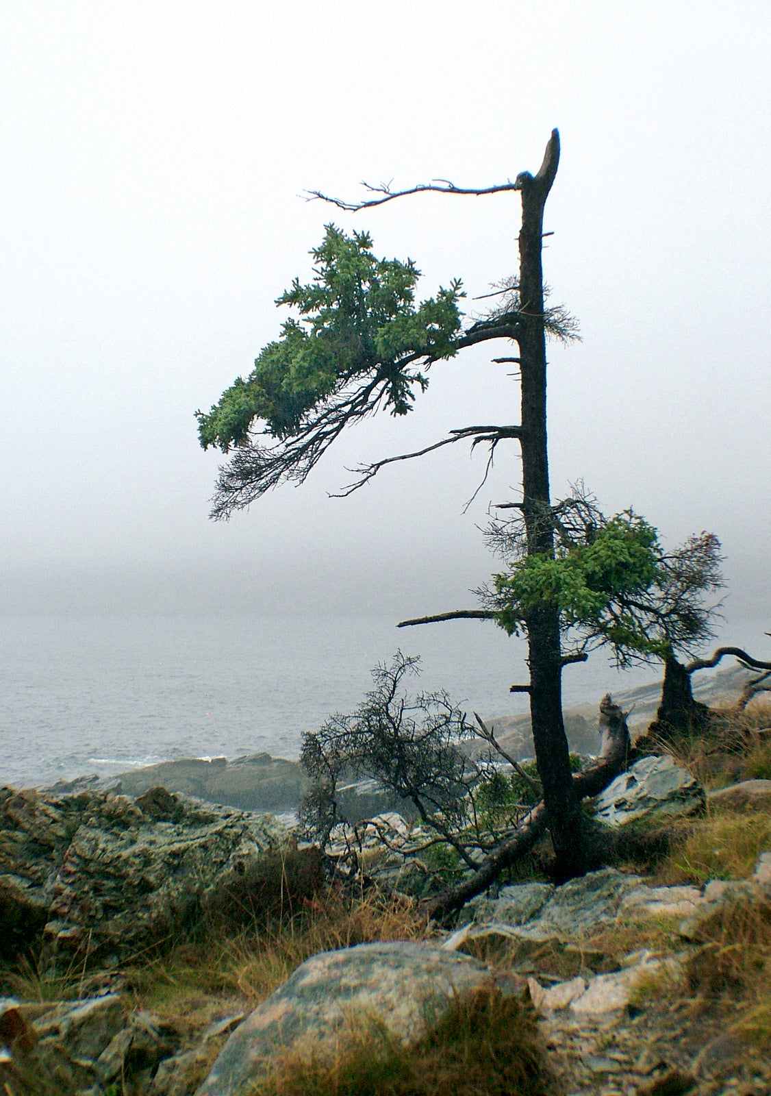 Stunning, evergreen tree on the coast of Maine. Framed fine art photography by Kristen Olivares.
