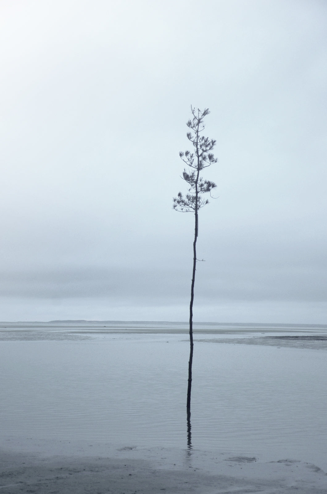 A lone tree on the coast of Maine. Fine Art Photography. Kristen Olivares.